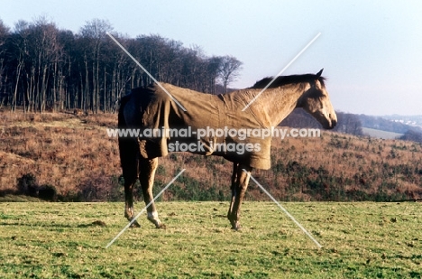 horse wearing a new zealand rug