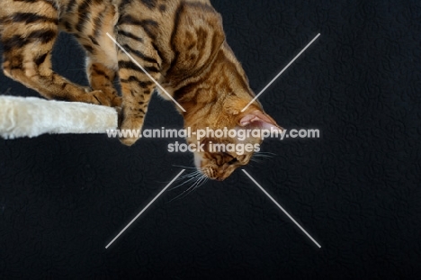 Bengal male cat jumping down from a scratch post, black background
