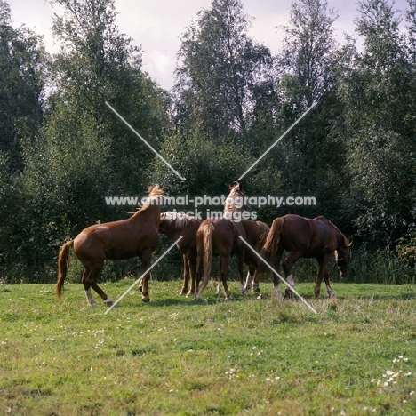 Hjelm, Martini, Rex Bregneb, Tito Naesdal 4 Frederiksborg stallions acting up in field