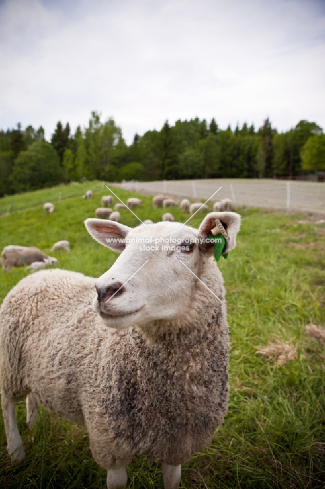 Norwegian White Sheep, portrait