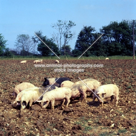 young commercial pigs free range in ploughed field