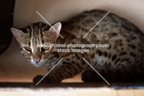 asian leopard cat crouched