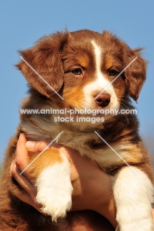 red tri miniature Australian Shepherd  on hand