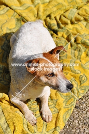 Jack Russell on blanket