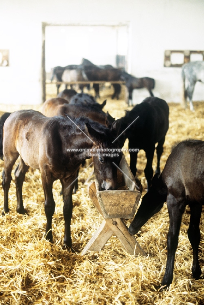 lipizzaner foals feeding in their ancient stables at piber