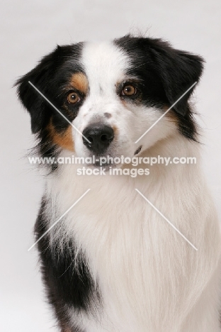 Australian Shepherd dog portrait, American Champion