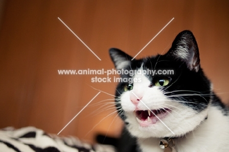 bi-coloured cat meowing