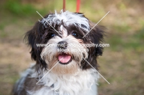 portrait of happy Shih Tzu dog.