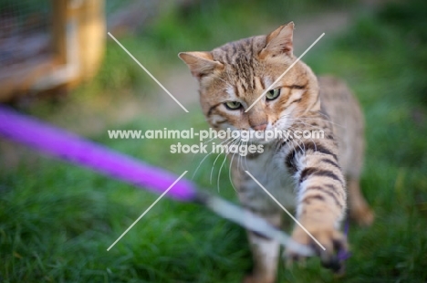 outdoor shot of a male Bengal cat playing with a cat toy