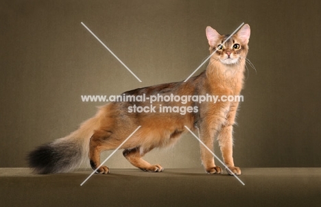 Somali cat standing on brown background