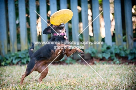beagle mix catching frisbee