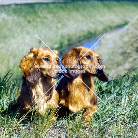 two long haired dachshunds sitting on an embankment