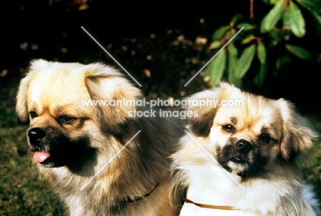 two tibetan spaniels