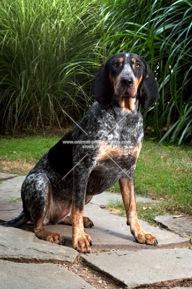 blue tick coonhound sitting on pathway