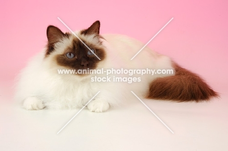 Chocolate point Birman on pink background