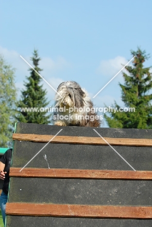 Bearded Collie at trials