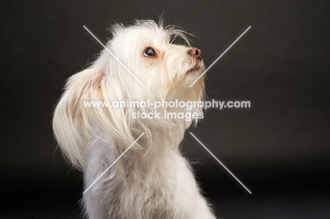 White Chihuahua cross Yorkshire Terrier, Chorkie, on a black background