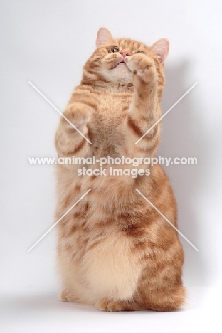 curious Red Classic Tabby Manx