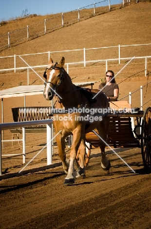 Belgian Draft horse