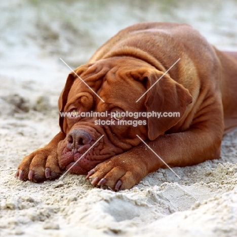 Dogue de Bordeaux lying in sand