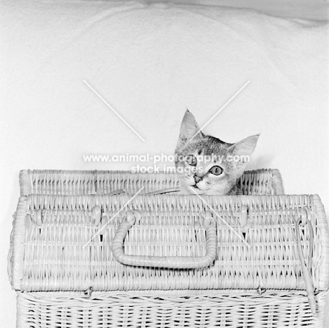 abyssinian kitten looking out of carrying basket