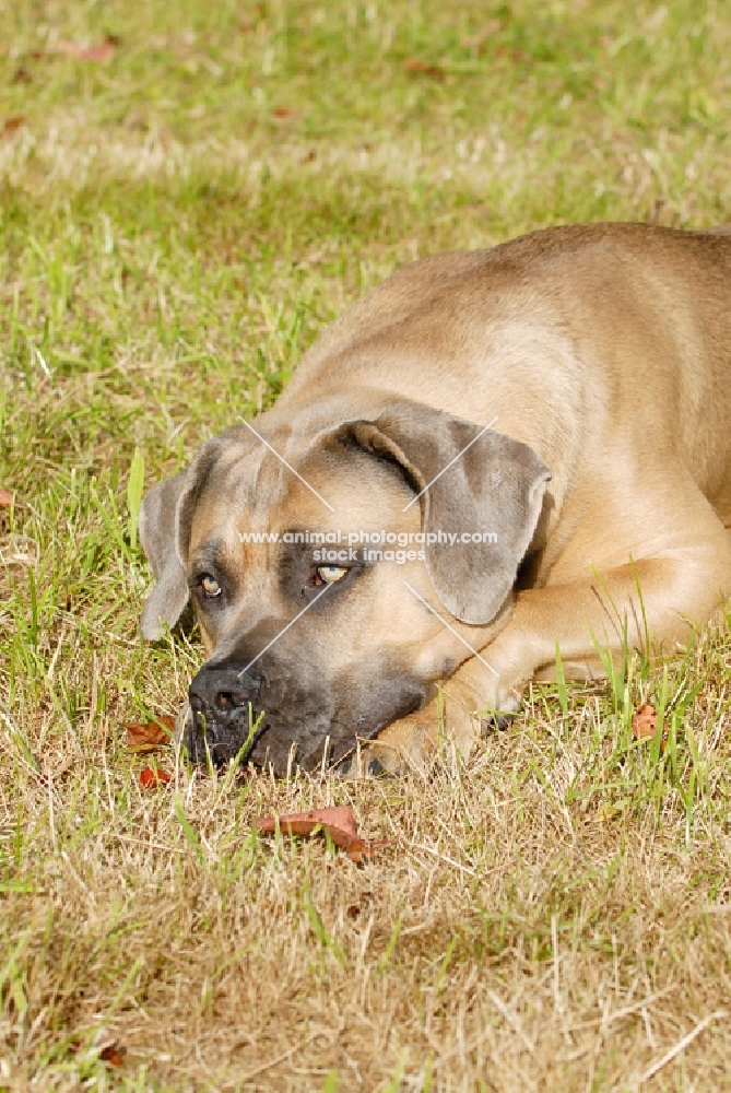 Antikdogge cross  between Cane Corso and Dogo Canario to revive old mastiff type