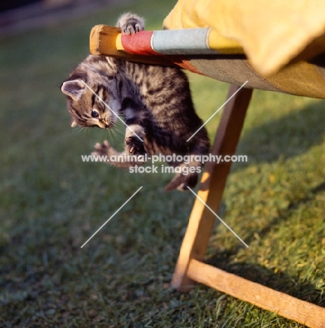 Kitten hanging off colourful deck chair and looking down