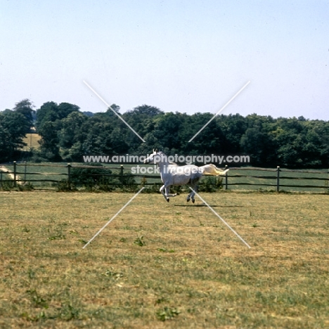 Arab UK mare cantering through field