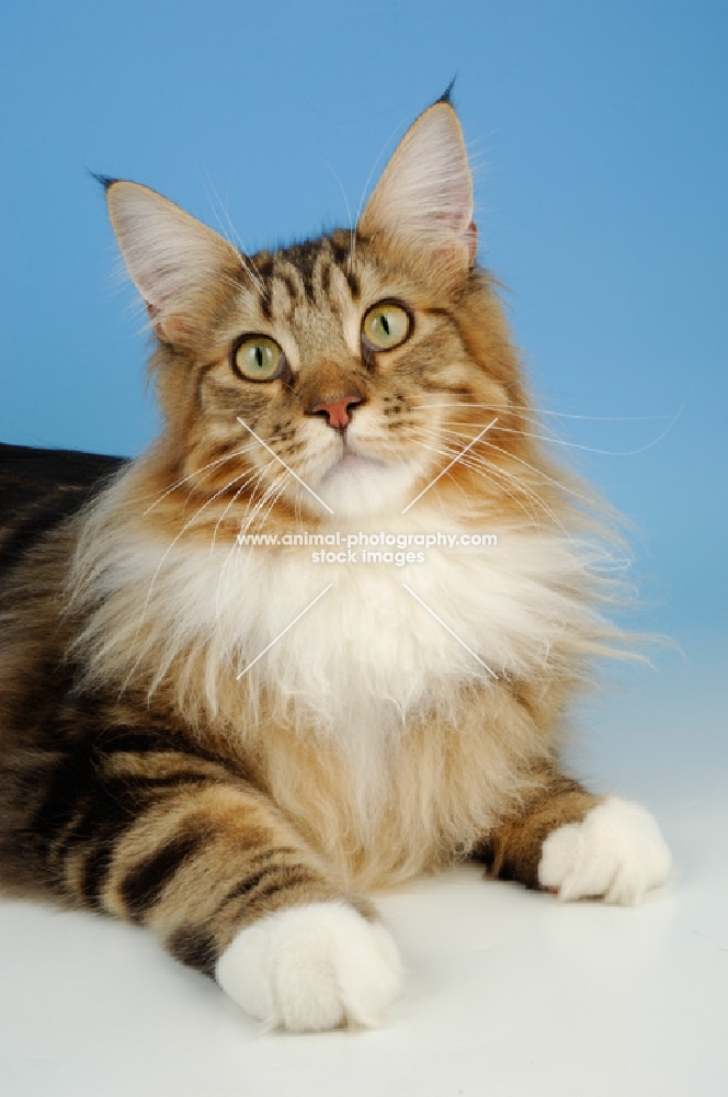 brown tabby and white maine coon cat portrait