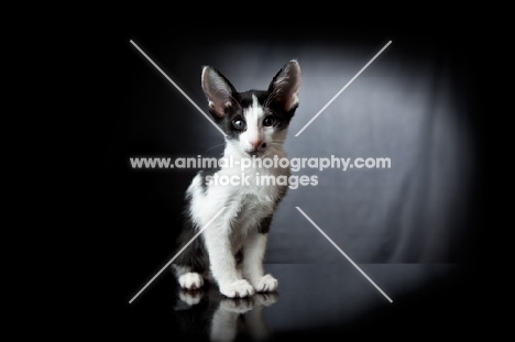 Peterbald kitten sitting, looking at camera, 7 weeks old