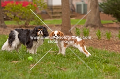 tri-colour and blenheim Cavalier King Charles Spaniel