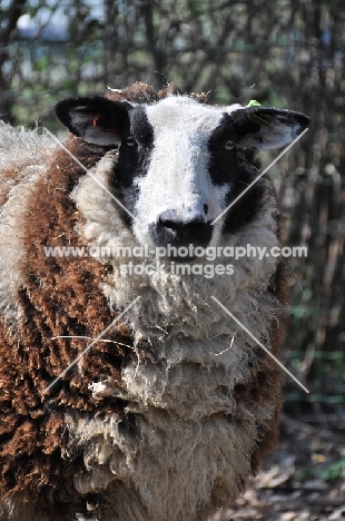 Bonte texel (texelaar) sheep, portrait