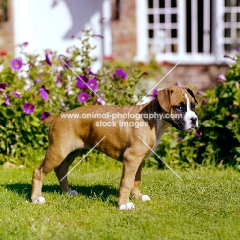 boxer puppy