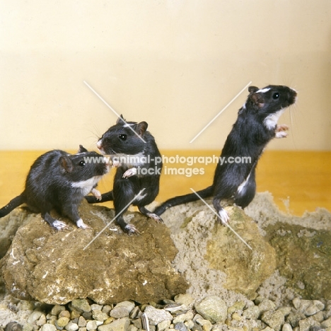 three black  gerbils, with white bibs, standing on rock, two on hind legs having a chat