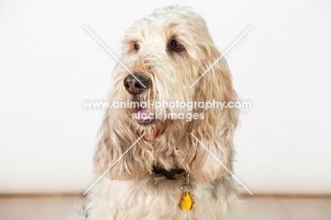 Grand Basset Griffon Vendeen portrait