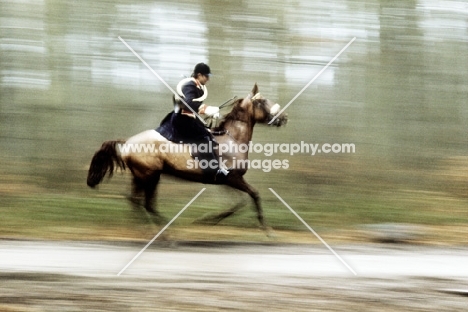 rider and horse galloping, hunting in france