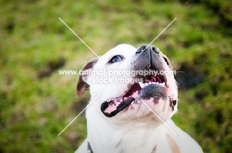 American Bulldog