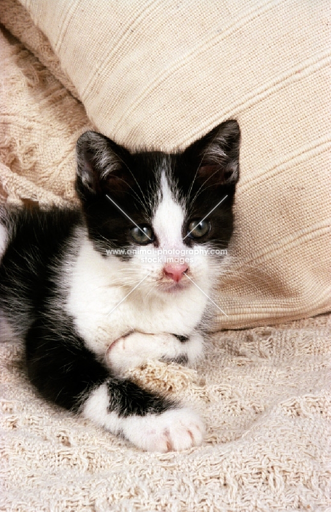 black and white non pedigree cat