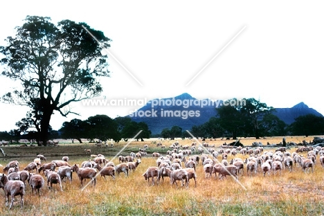 sheep in australia