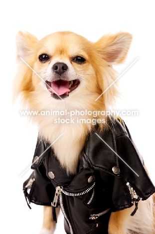 Long Haired Chihuahua isolated on a white background wearing a leather jacket