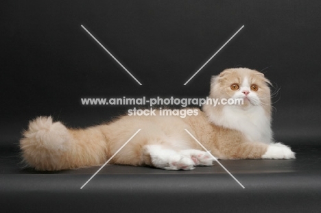 Scottish Fold Longhair, Cream Mackerel Tabby & White, lying down