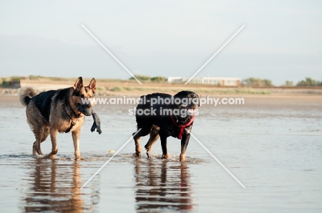 Rottweiler and GSD retrieving at the beach