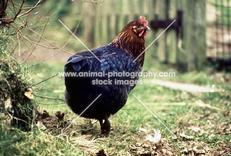 chicken looking back