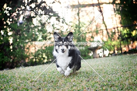 pembroke welsh corgi running toward camera