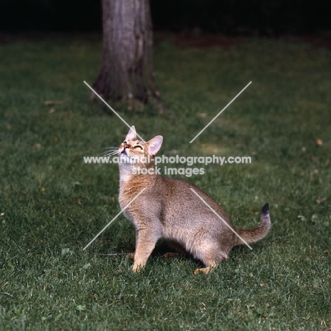 abyssinian cat, sitting on grass looking up in canada