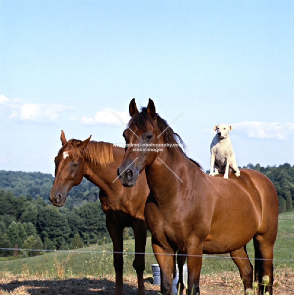 two horses, one with dog on his back as a trick