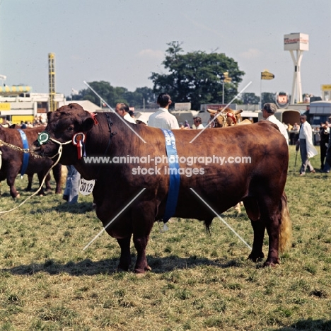 red poll bull at a show
