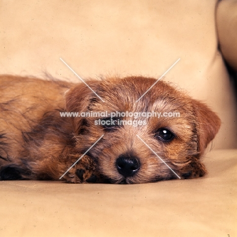  nanfan sage,  norfolk terrier puppy lying in an armchair