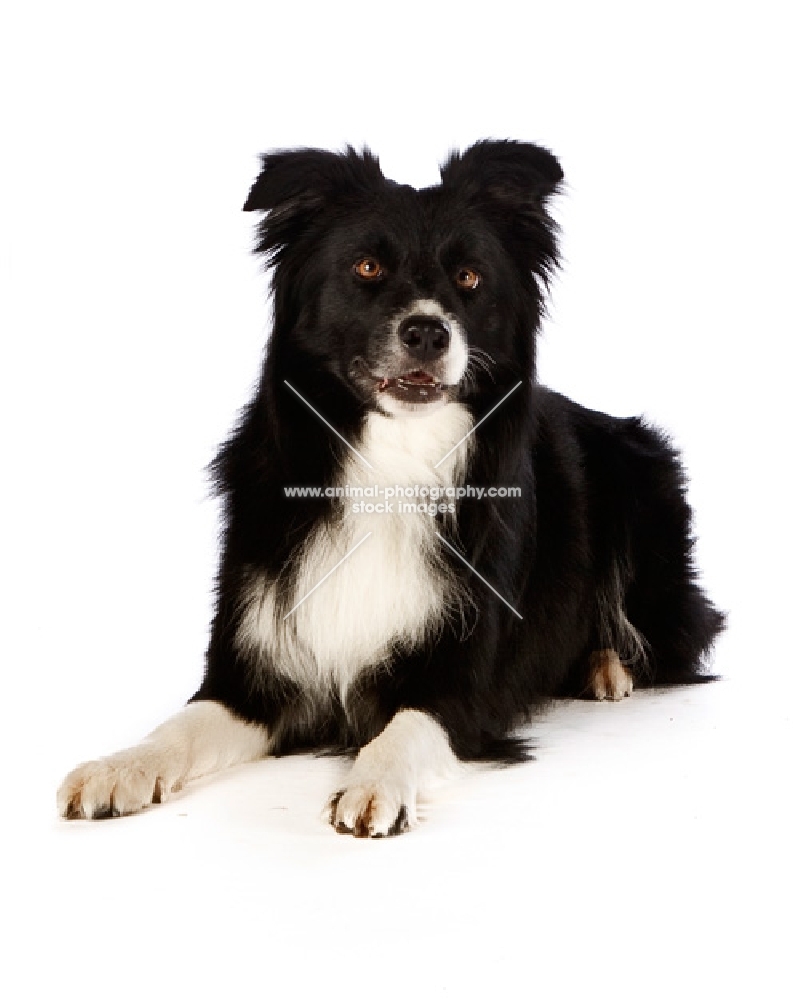 border collie on white background, lying down