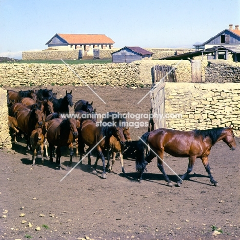Kabardine mares and foals leaving enclosure in Caucasus mountains